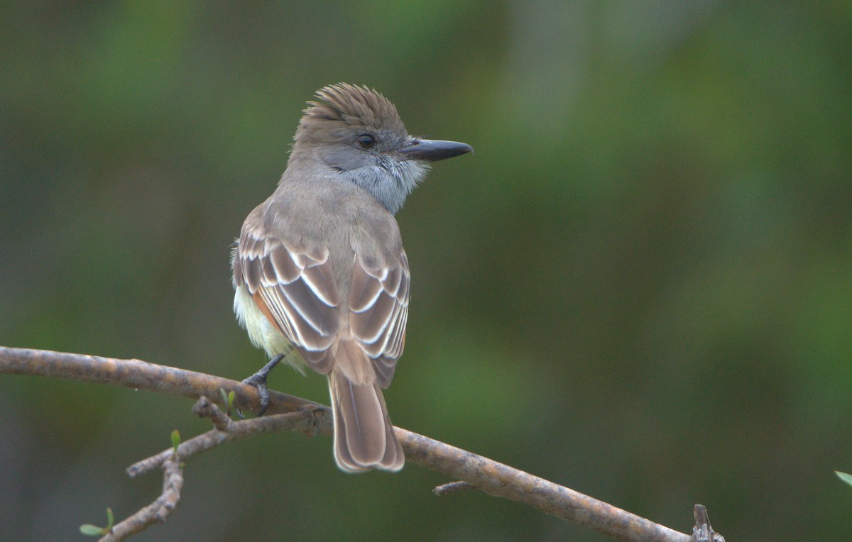 Brown-crested Flycatcher - ML557142611