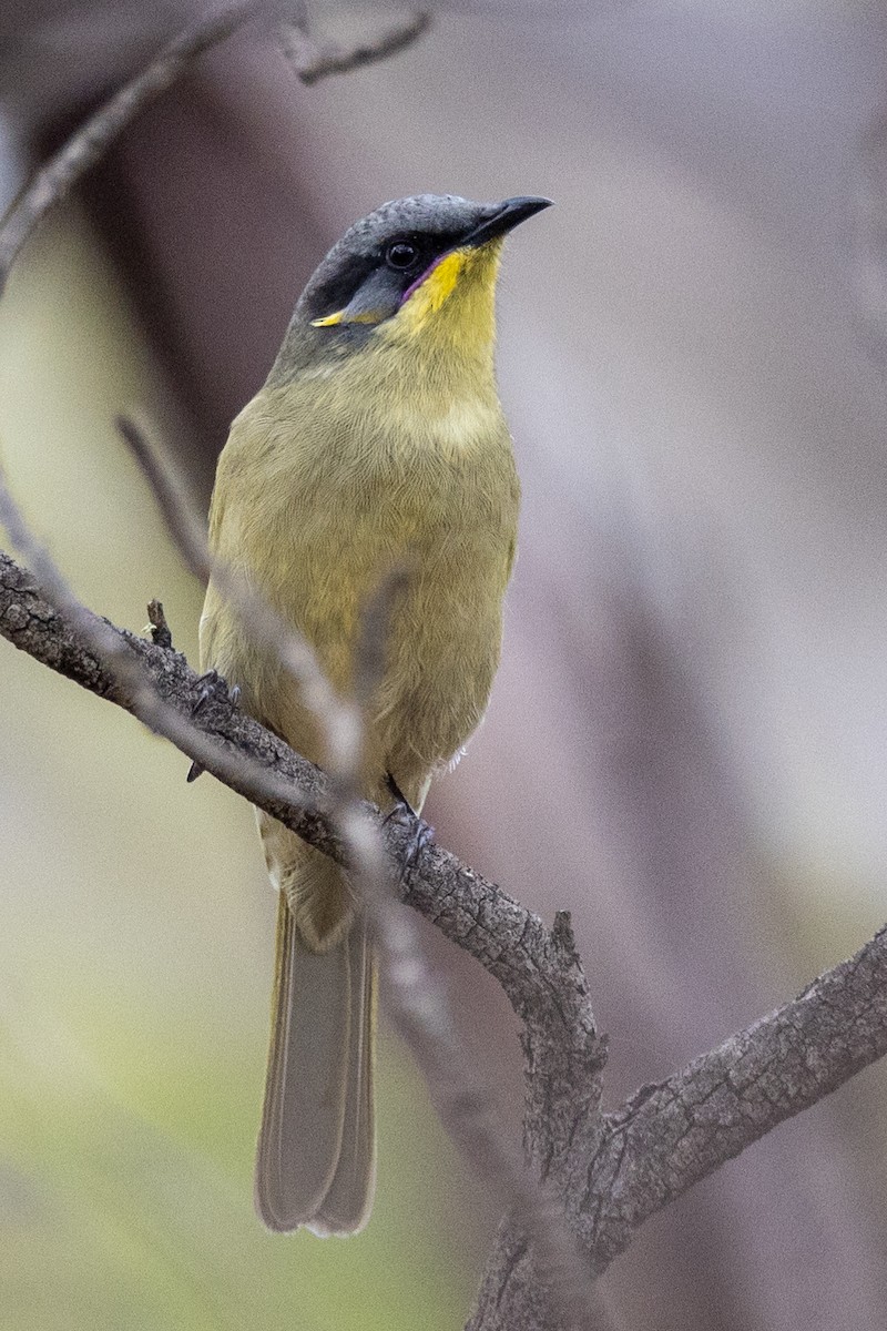 Purple-gaped Honeyeater - ML557142651