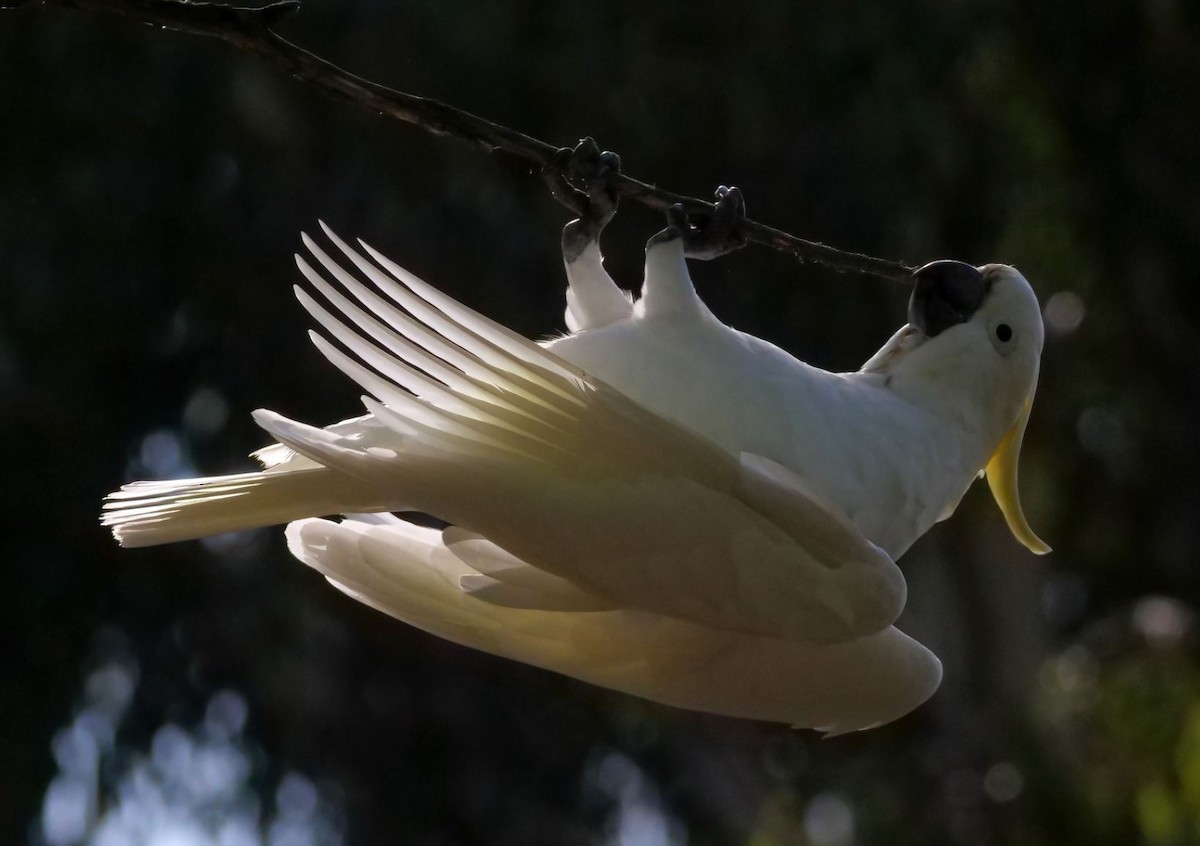 Sulphur-crested Cockatoo - ML557142811