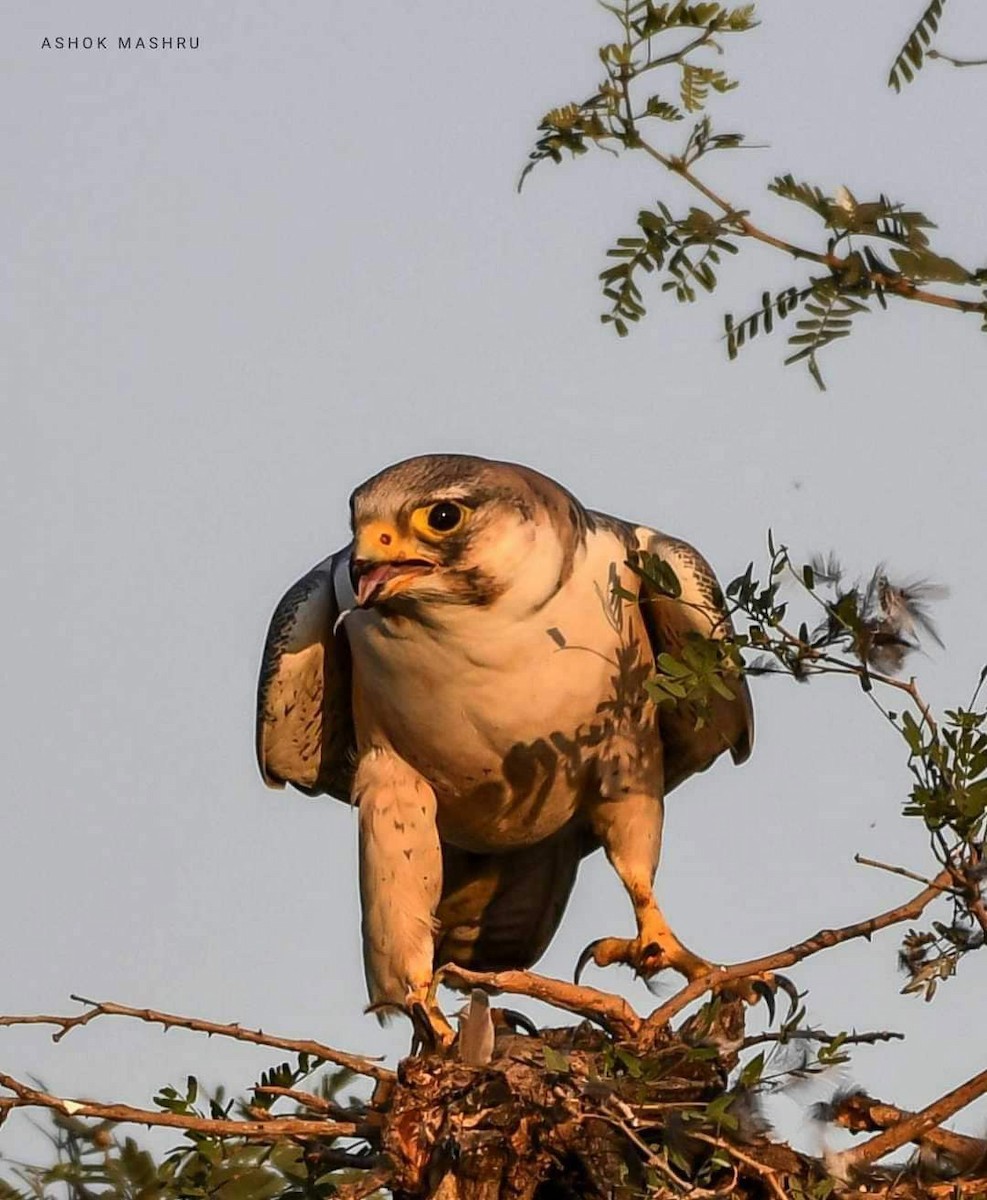 Peregrine Falcon (Red-capped) - ML557142921