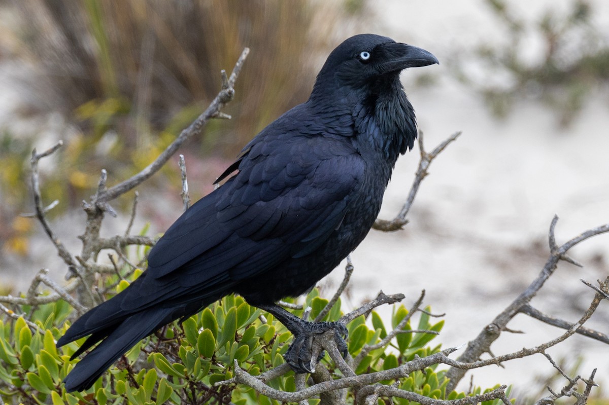 Corbeau d'Australie - ML557143361