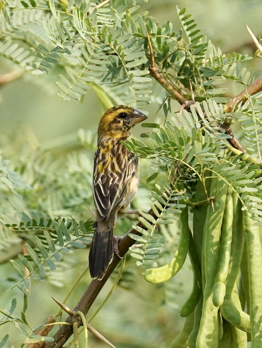 Asian Golden Weaver - Daniel Winzeler