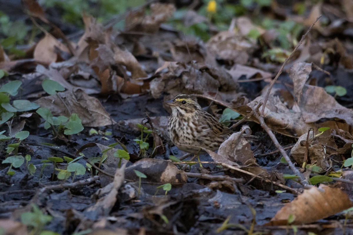 Savannah Sparrow - ML557145451