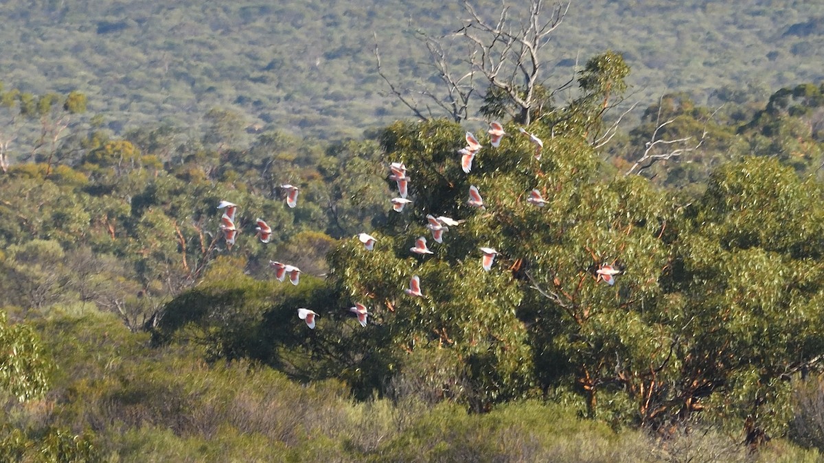 Pink Cockatoo - ML557145931