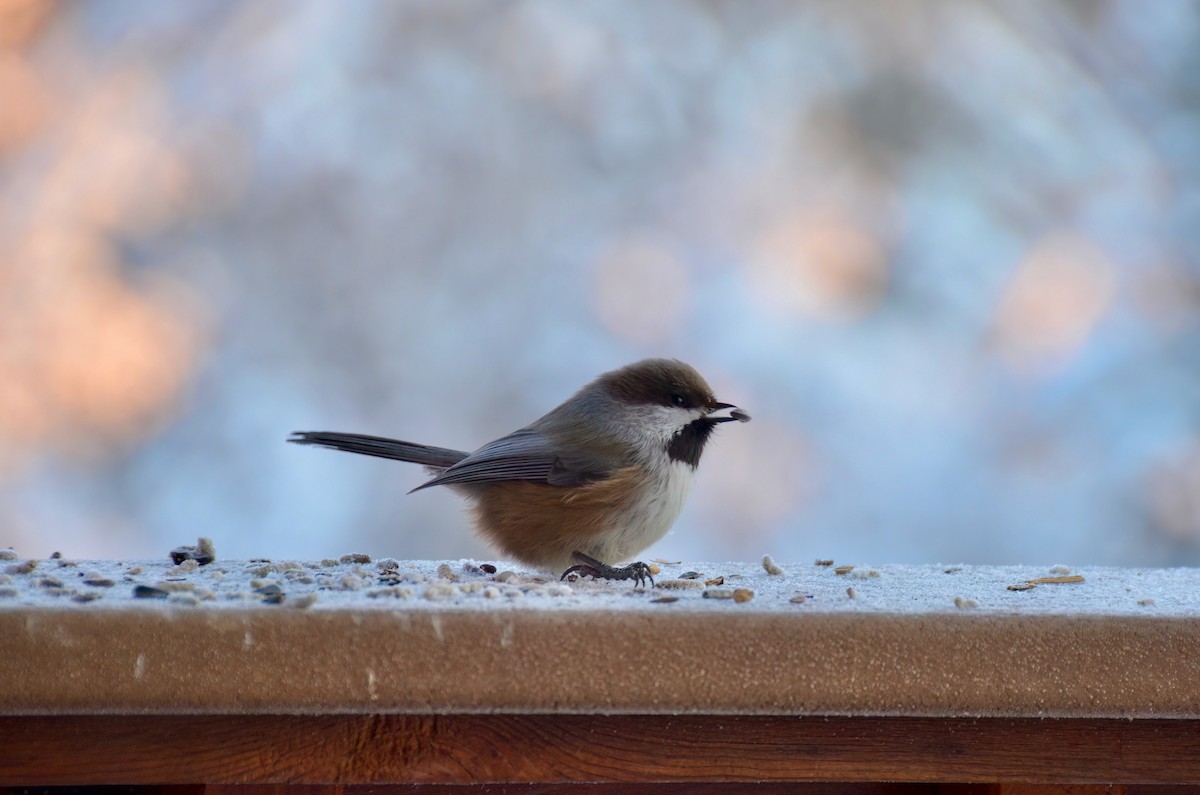 Boreal Chickadee - ML557147391