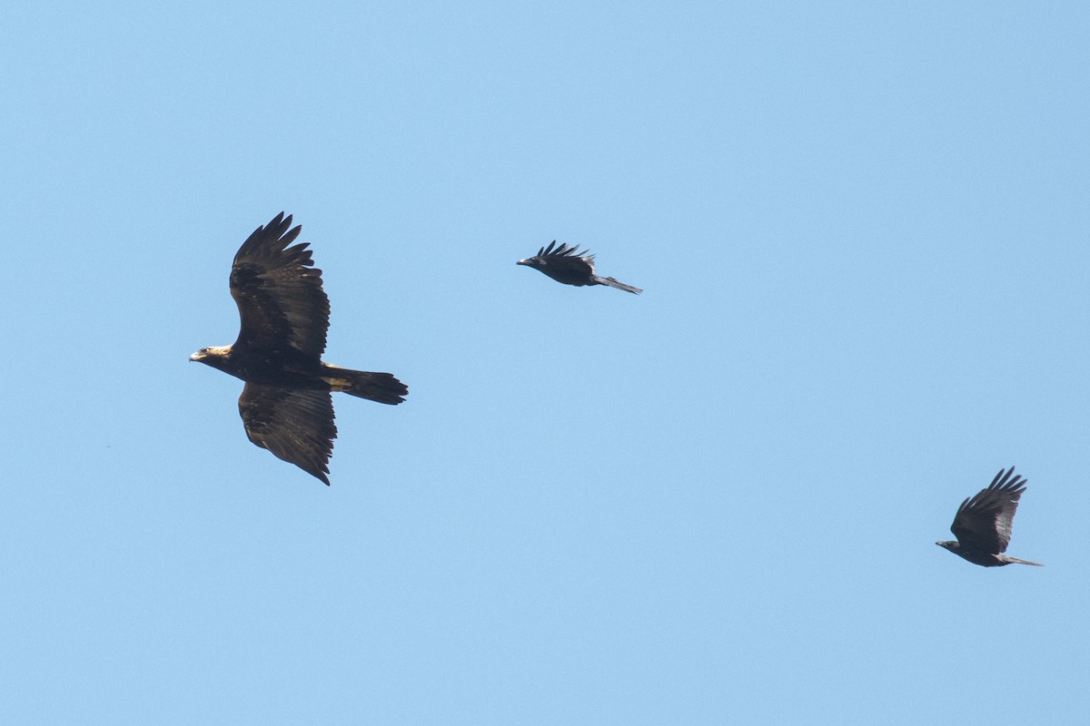 Águila Real - ML557147521