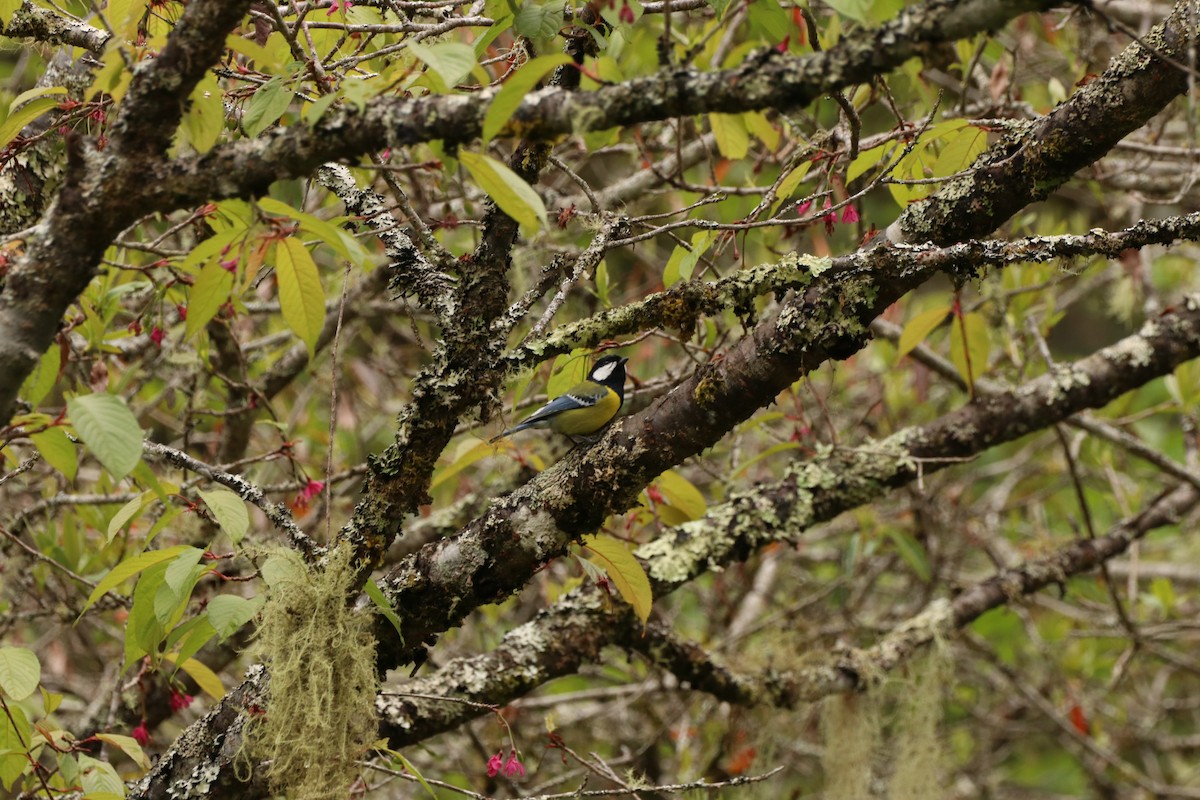Green-backed Tit - ML557148351