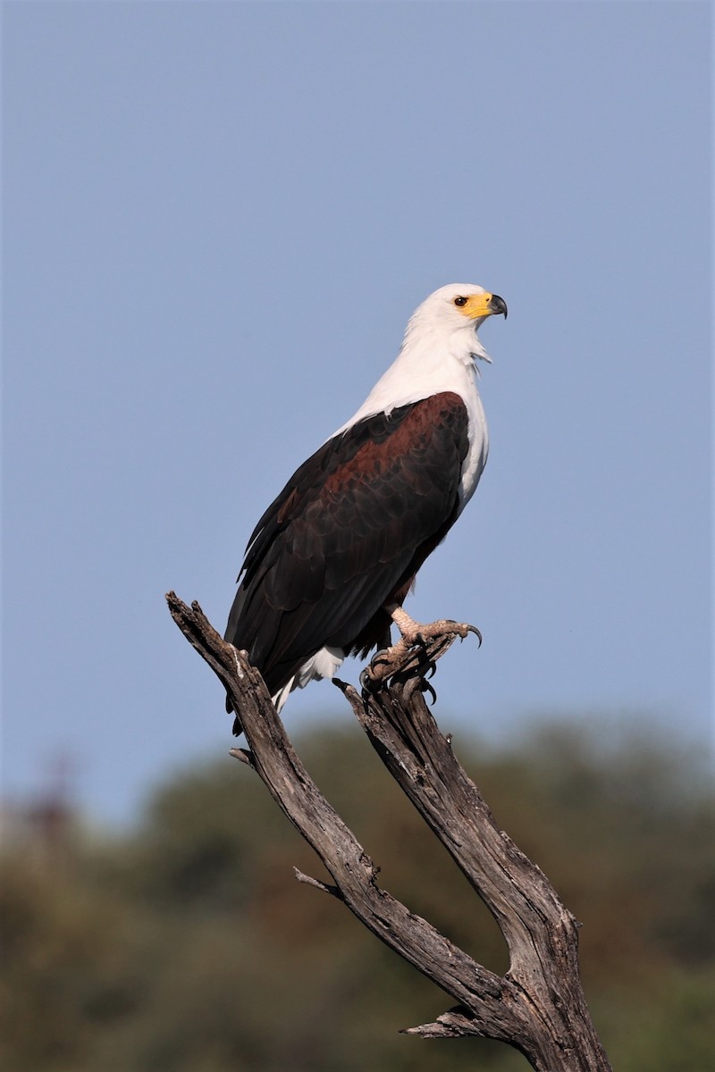 African Fish-Eagle - ML557148381