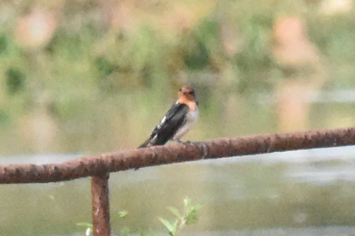 Pacific Swallow - ML55714991