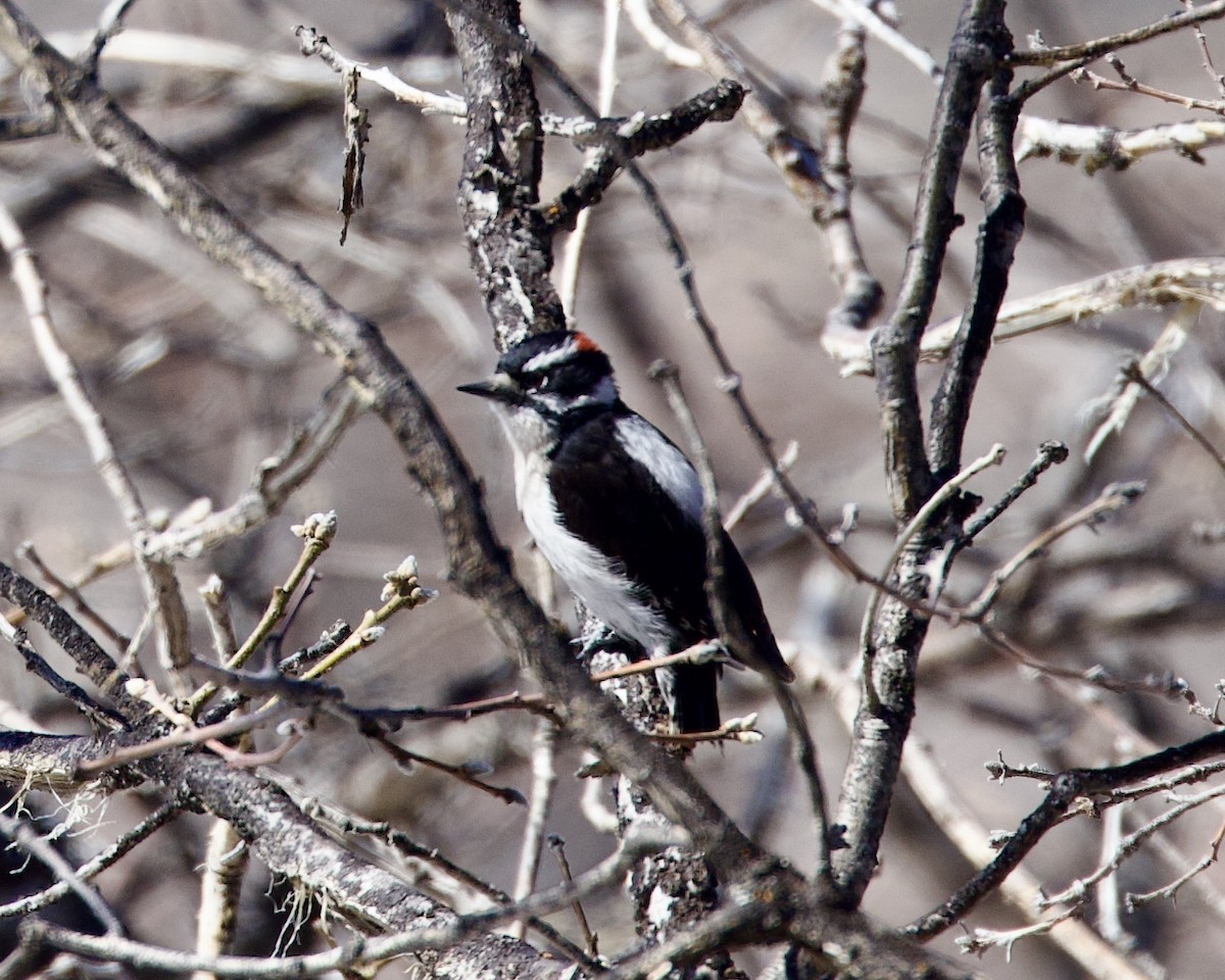 Downy Woodpecker - ML557149951