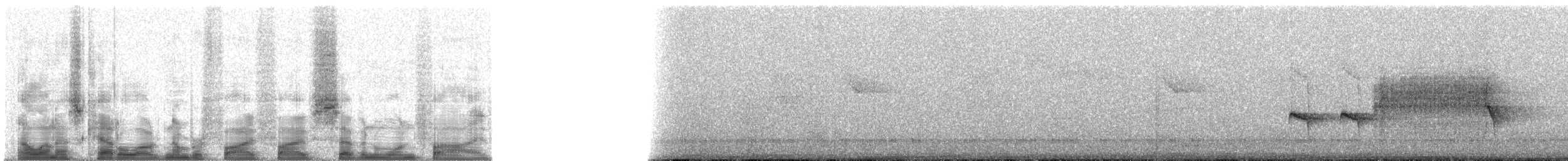 Küstenkordilleren-Ameisenfänger - ML55715