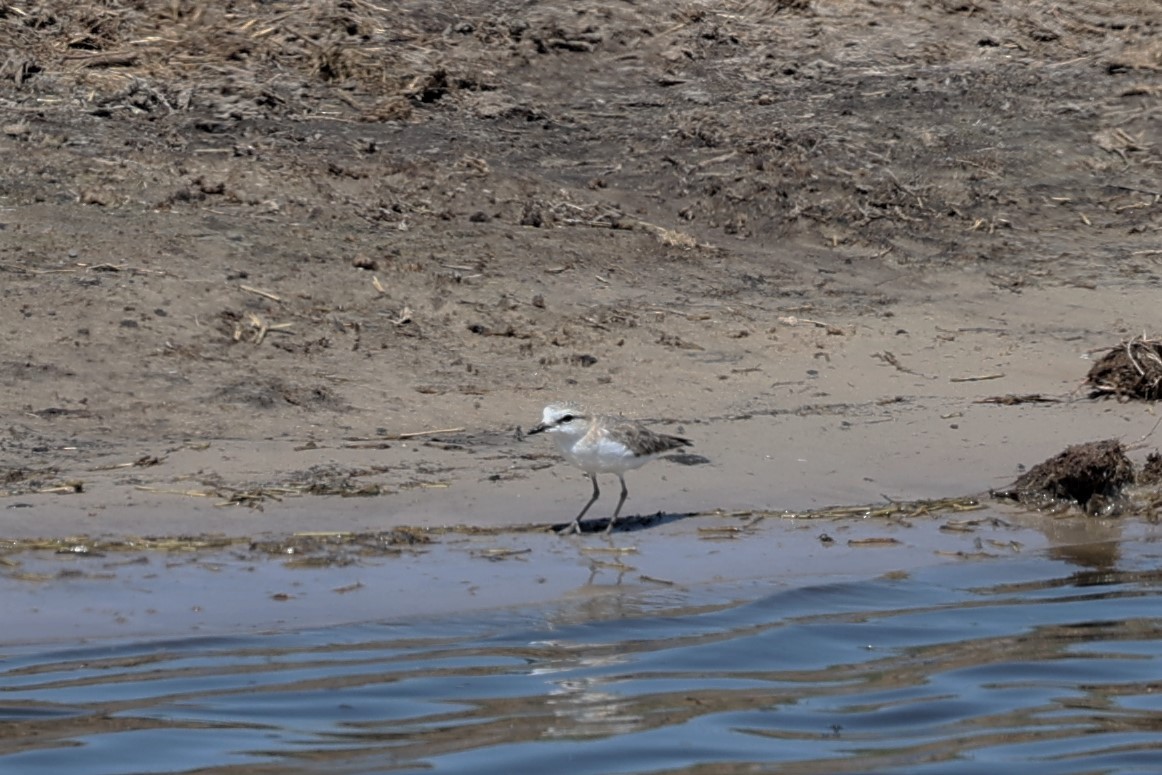 White-fronted Plover - ML557150011