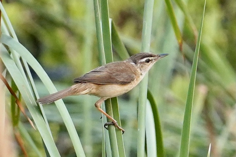 Manchurian Reed Warbler - Daniel Winzeler