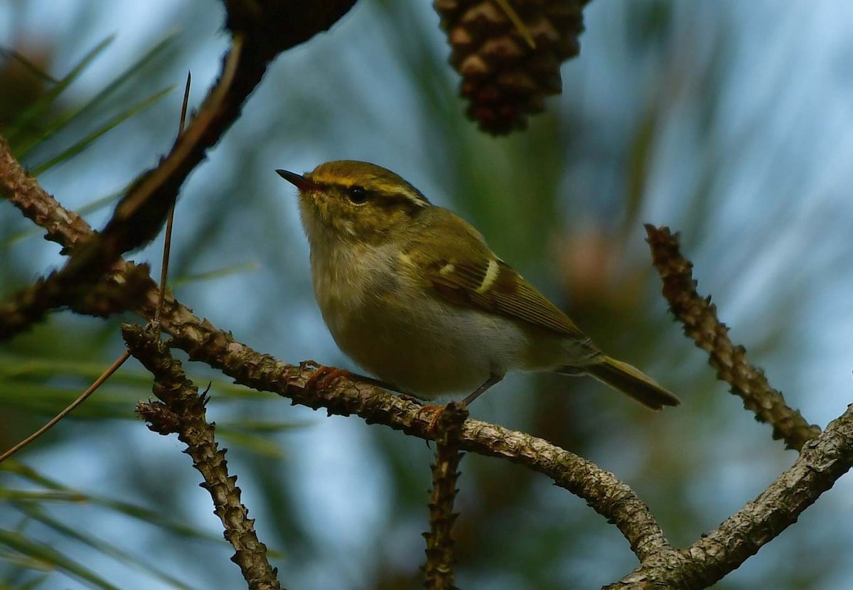 Pallas's Leaf Warbler - ML557151151