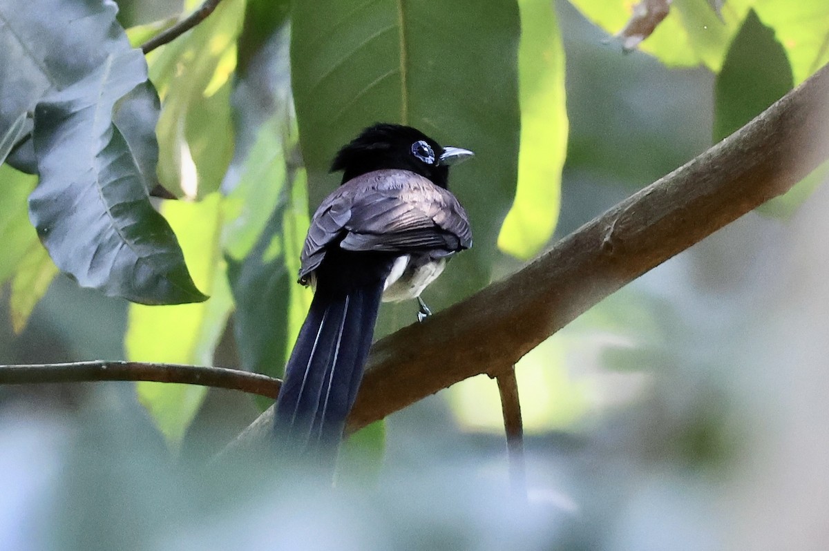 Black Paradise-Flycatcher - Vetida Pongpanit