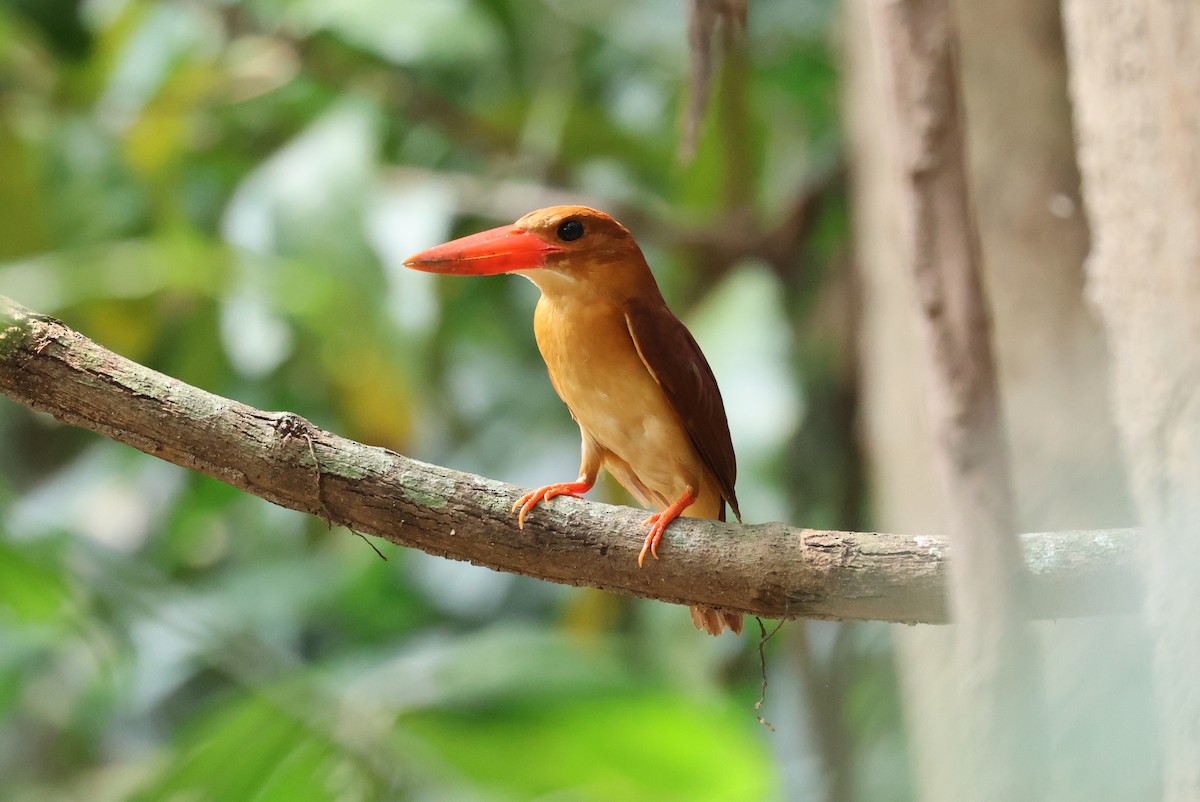 Ruddy Kingfisher - Vetida Pongpanit