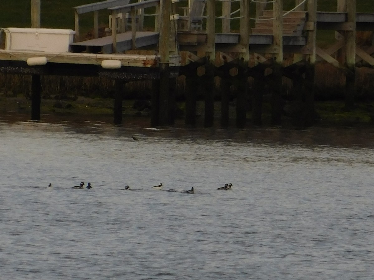 Bufflehead - ML557155311