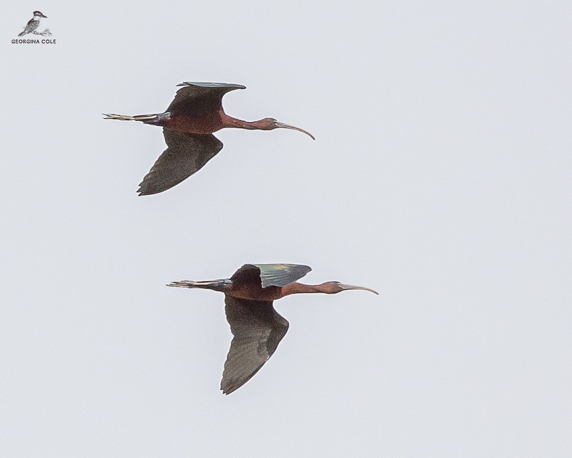 ibis hnědý - ML557155631