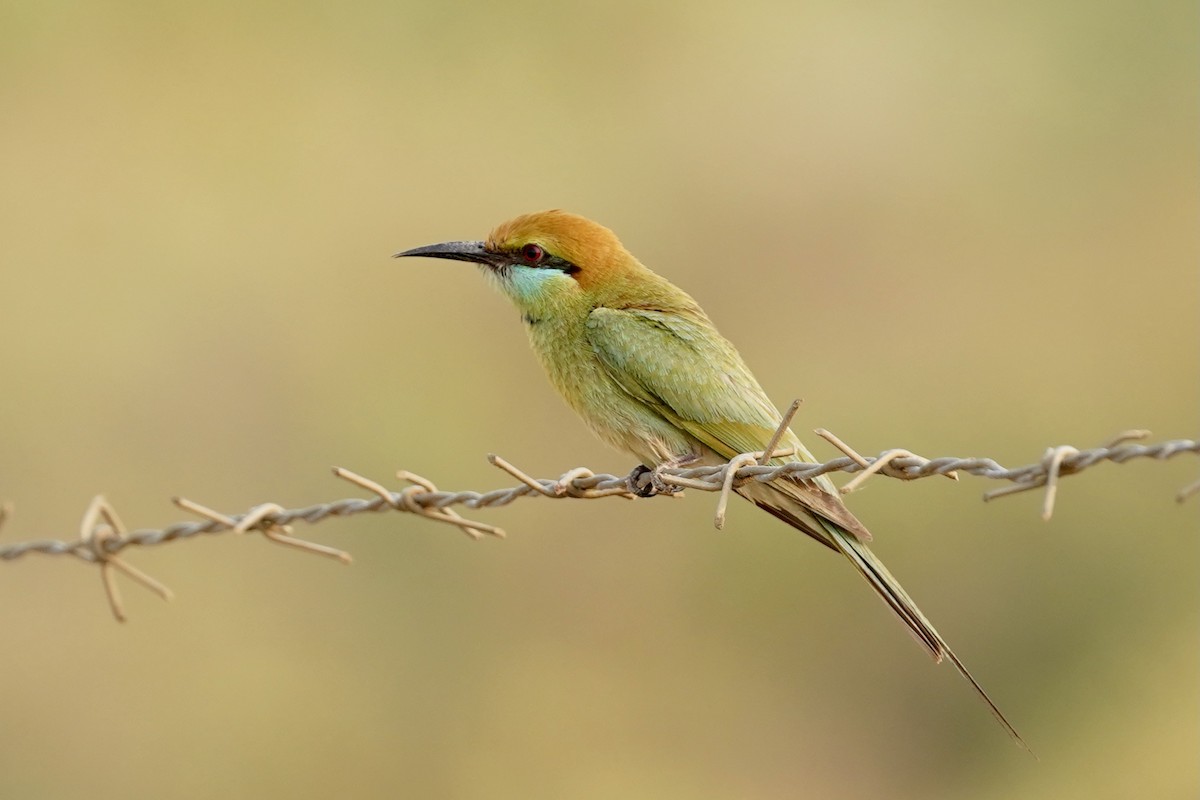 Asian Green Bee-eater - ML557156641