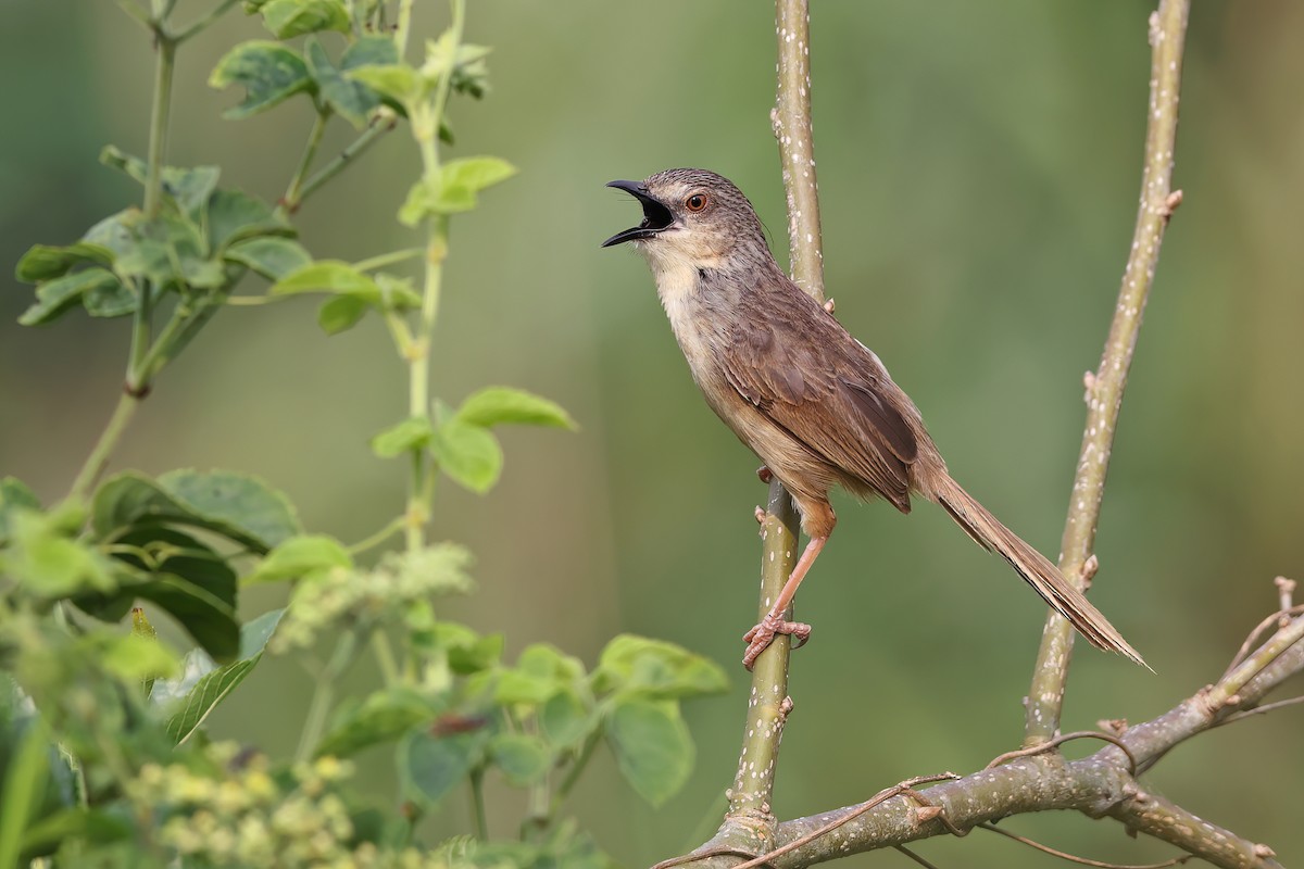 Annam Prinia - Chun Fai LO