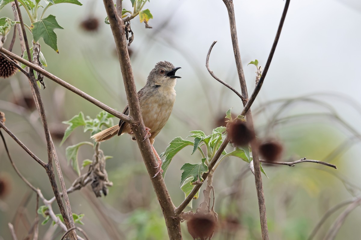 Annam Prinia - Chun Fai LO