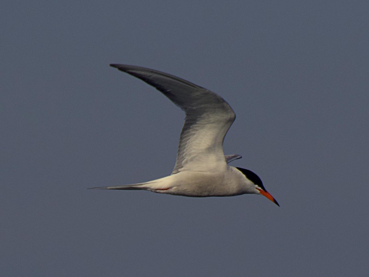 Common Tern - ML557157091