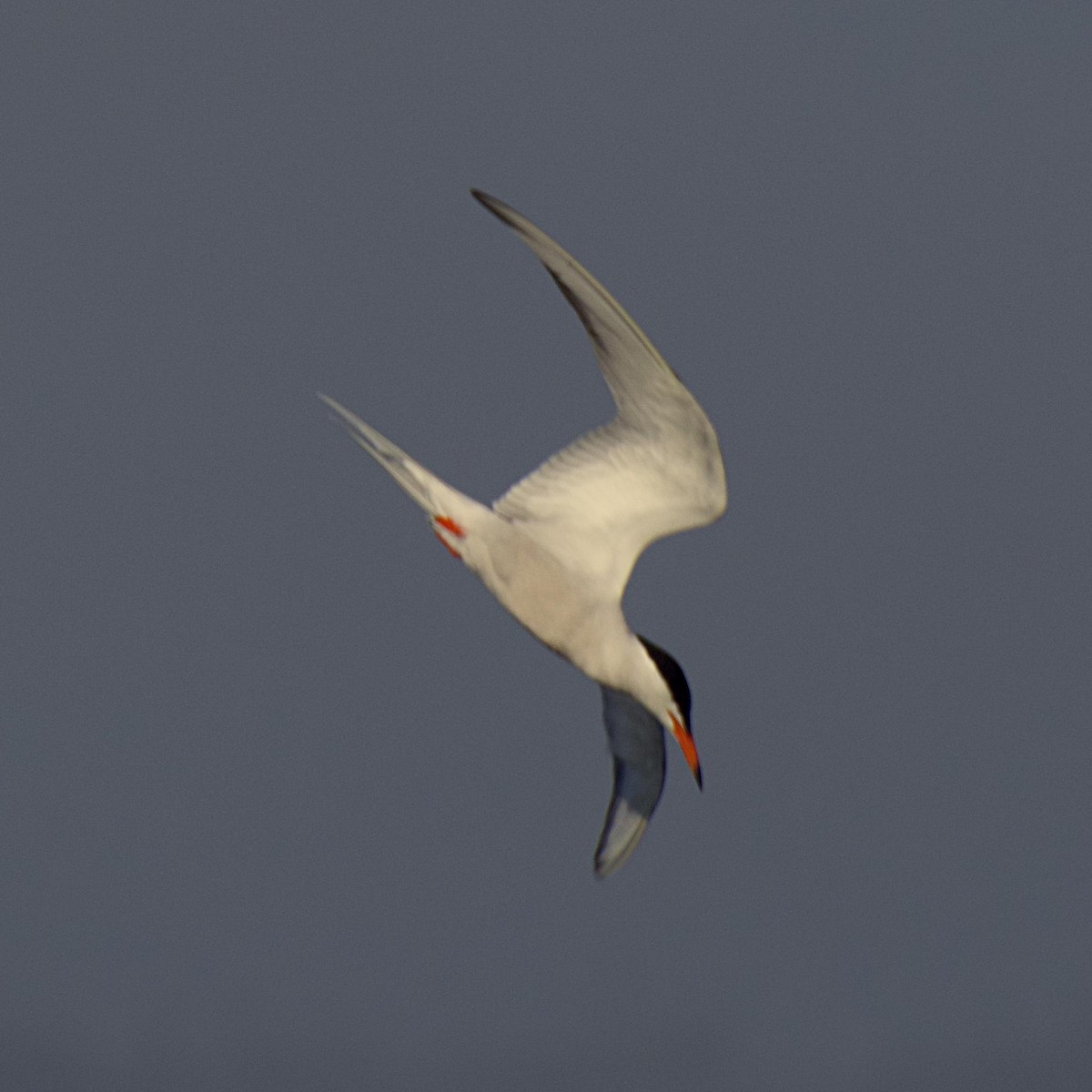 Common Tern - ML557157101