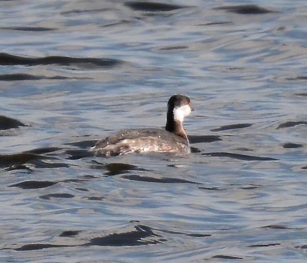 Horned Grebe - ML557157131