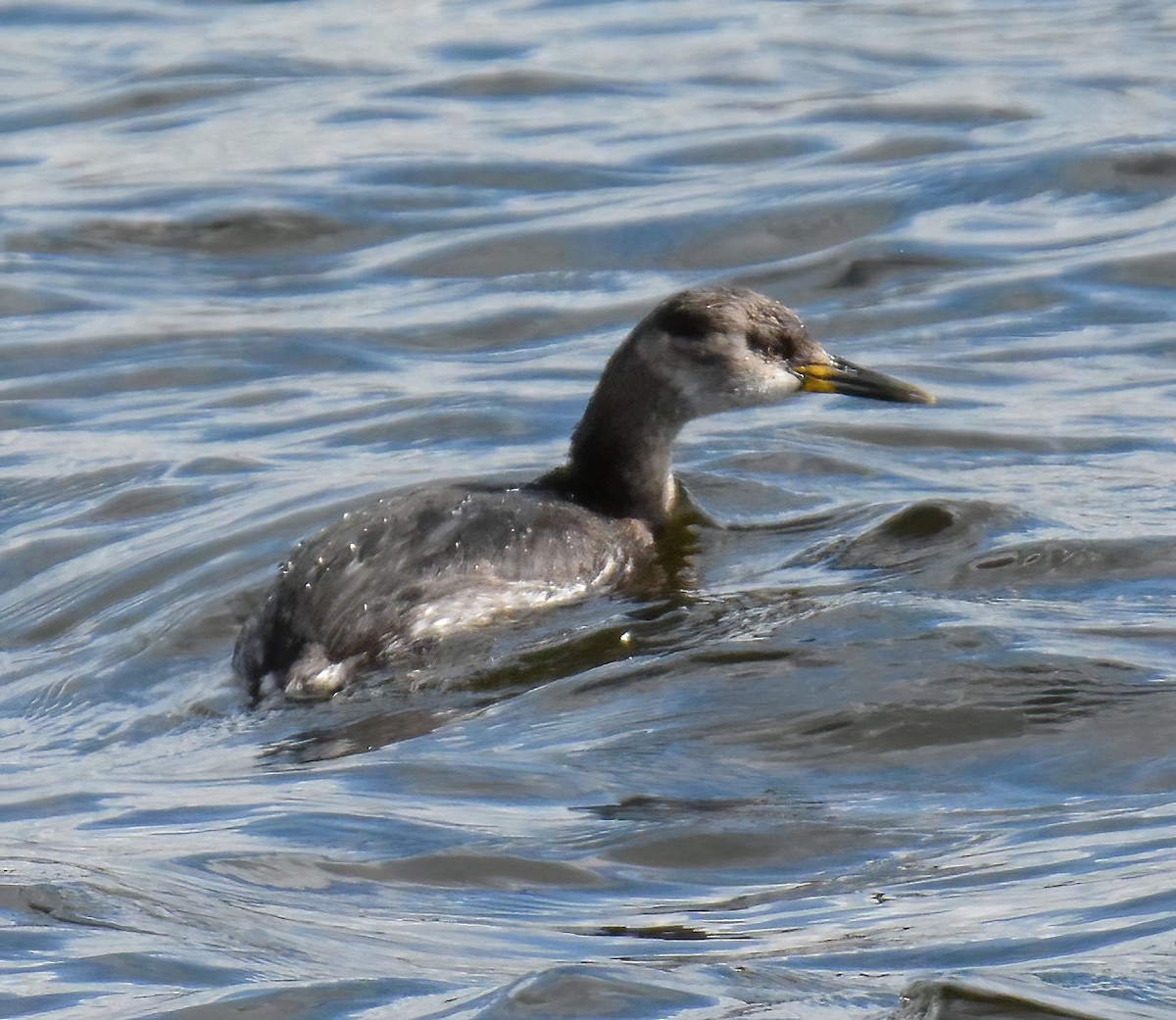 Red-necked Grebe - ML557157241