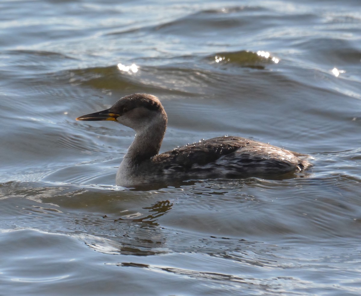 Red-necked Grebe - ML557157291