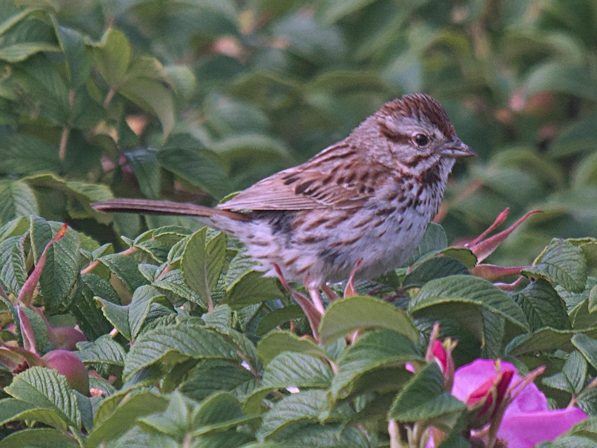 Song Sparrow - ML557157431