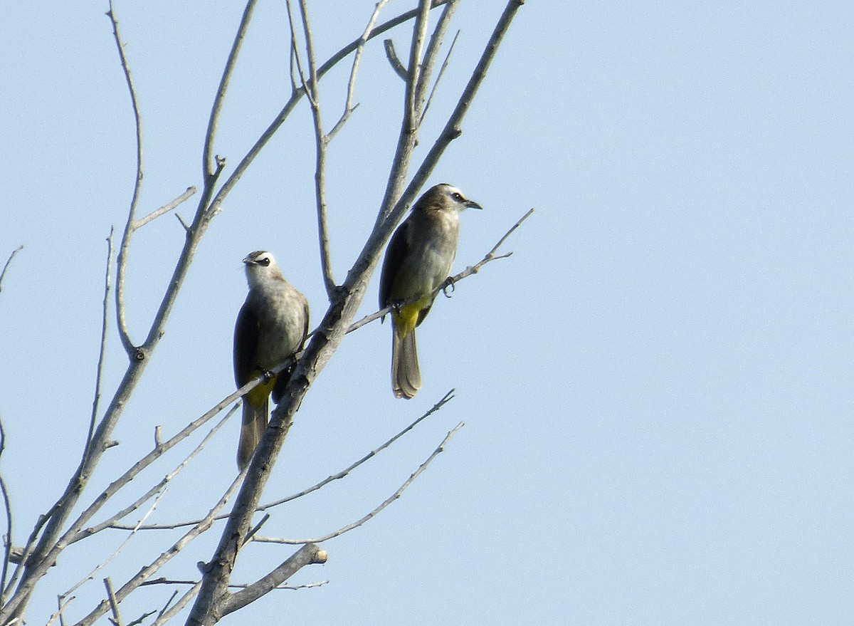 Yellow-vented Bulbul - ML557158681