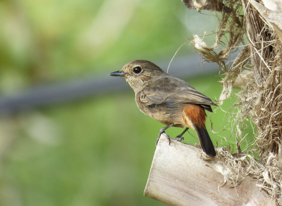 Pied Bushchat - ML557158721