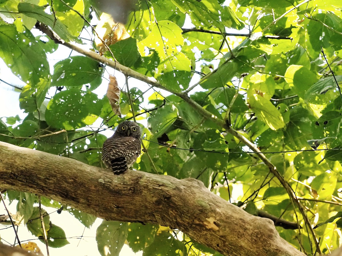 Asian Barred Owlet - ML557158731