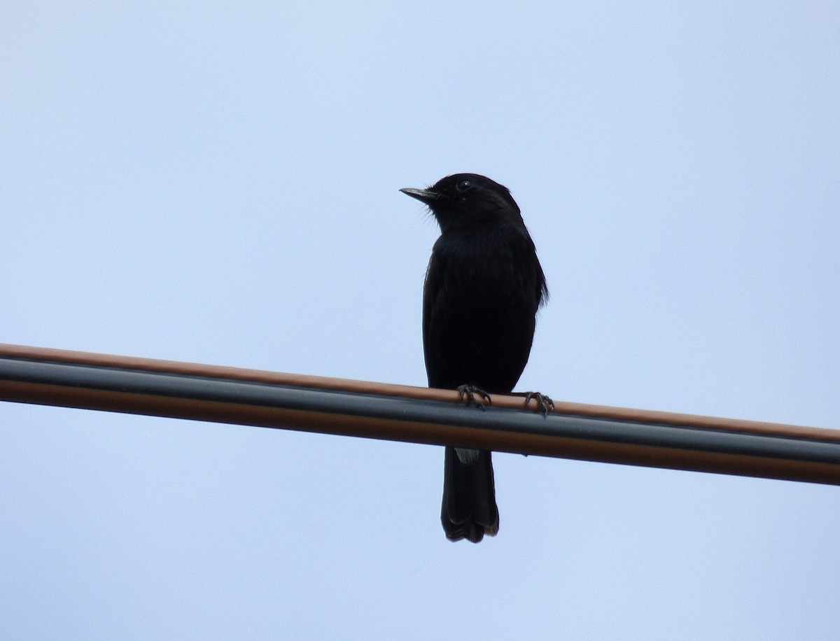 Pied Bushchat - ML557158751