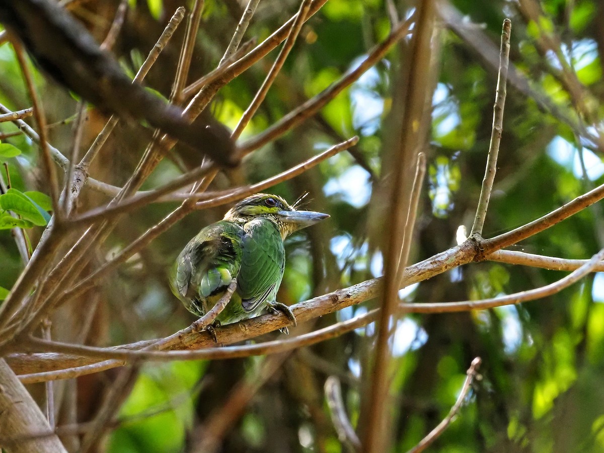 Green-eared Barbet - Andy Marshall