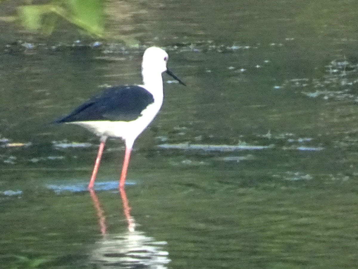 Black-winged Stilt - ML557159871