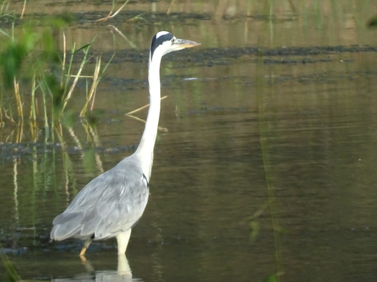 Gray Heron - ML557160641