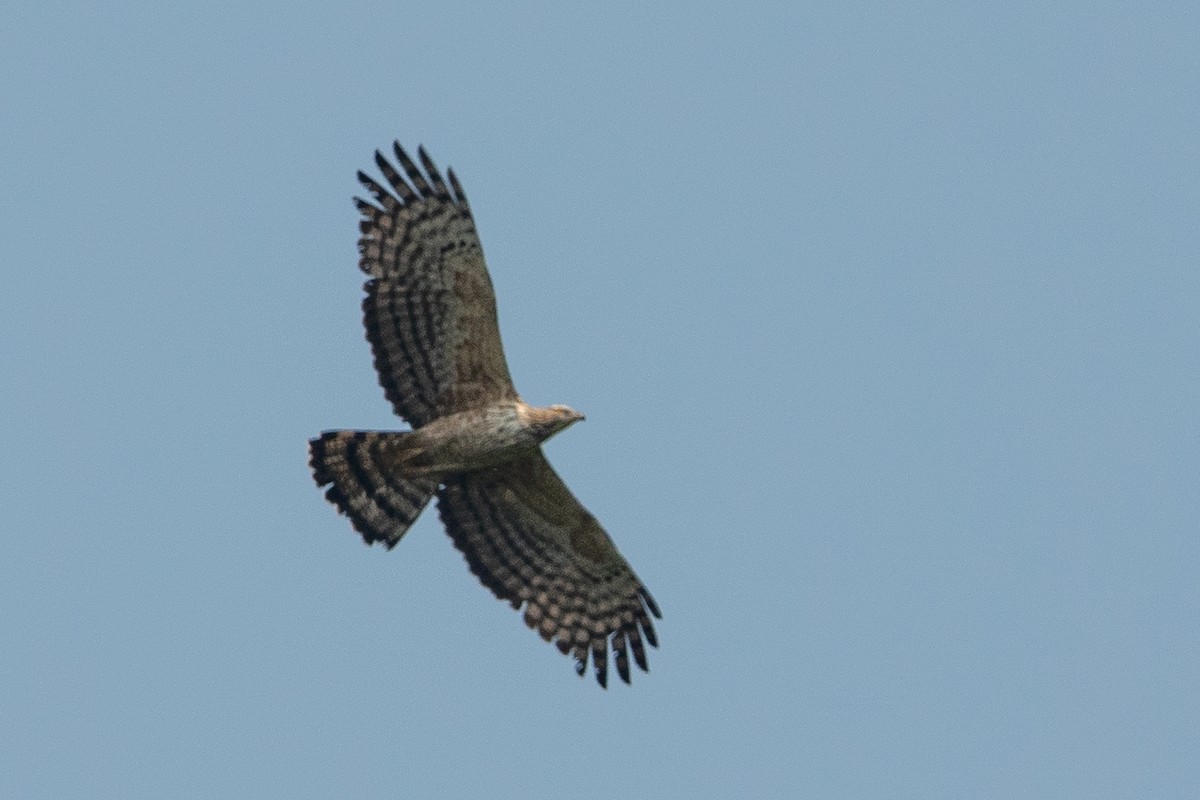 Mountain Hawk-Eagle - Jan Lile