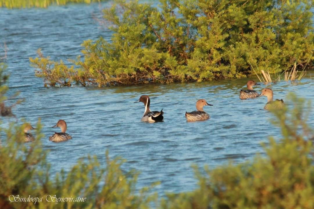 Northern Pintail - Sindoopa Seneviratne