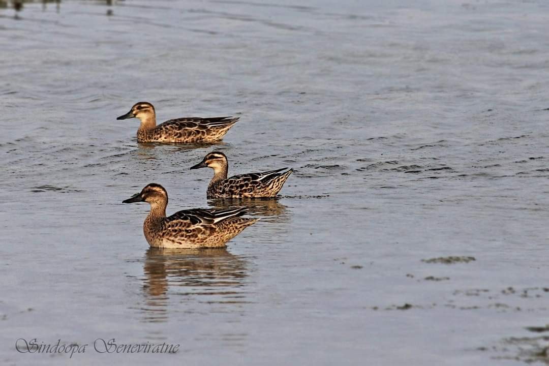 Garganey - ML557160971