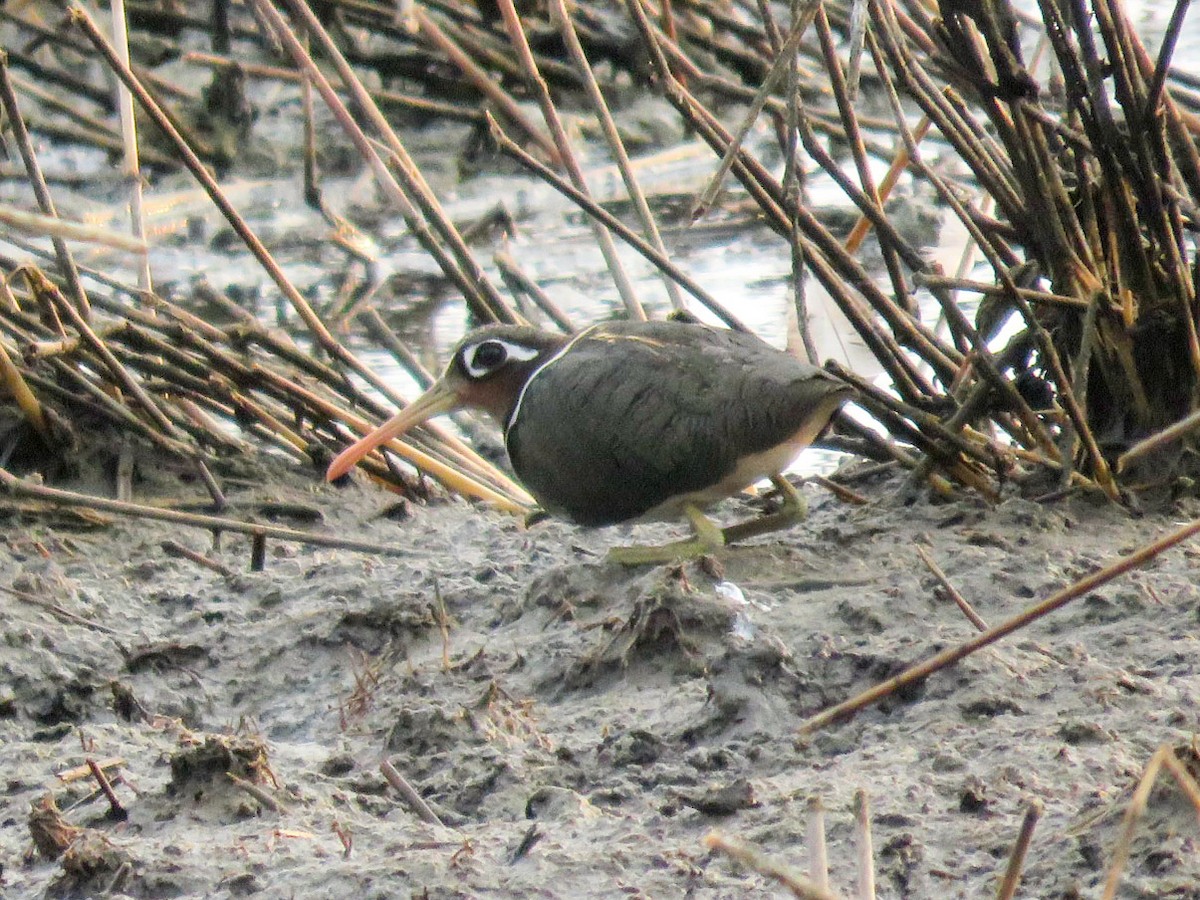 Greater Painted-Snipe - ML55716121