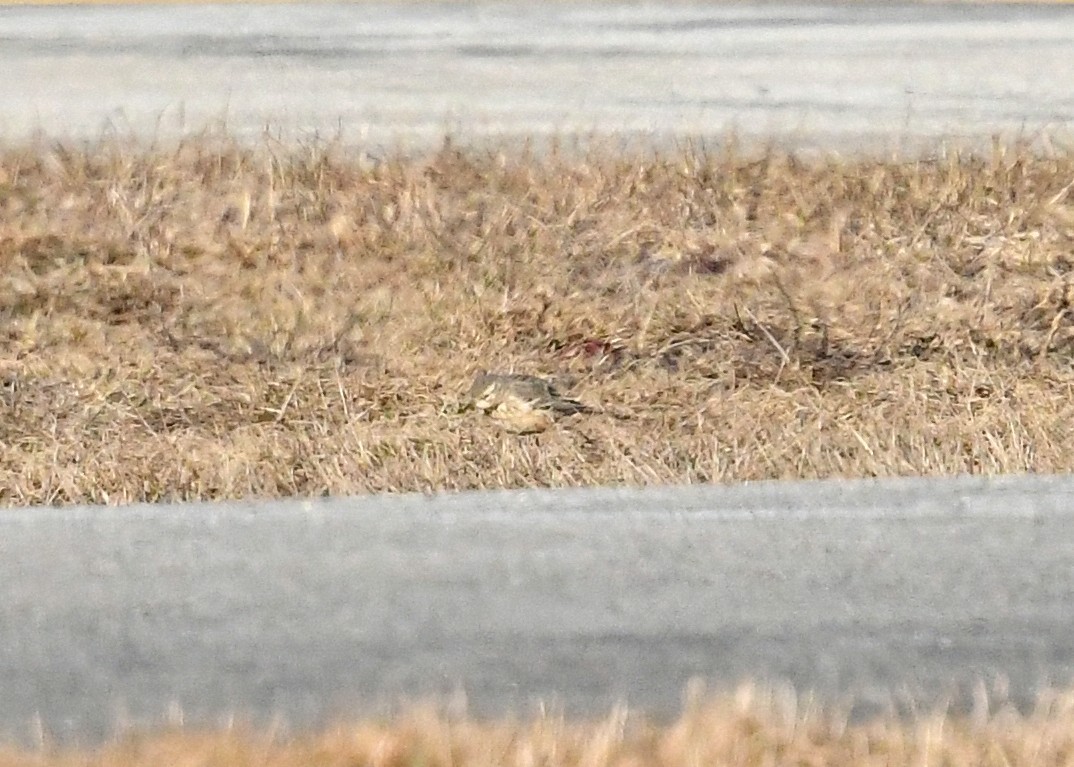 Pipit d'Amérique - ML557161991