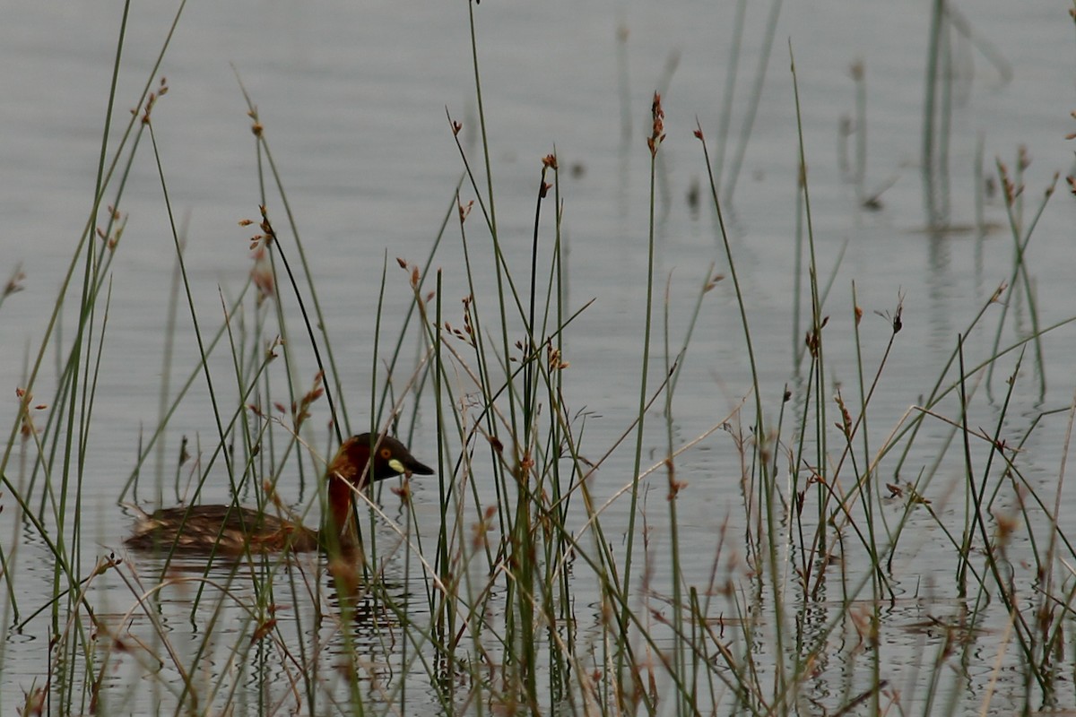 Little Grebe - ML557162001