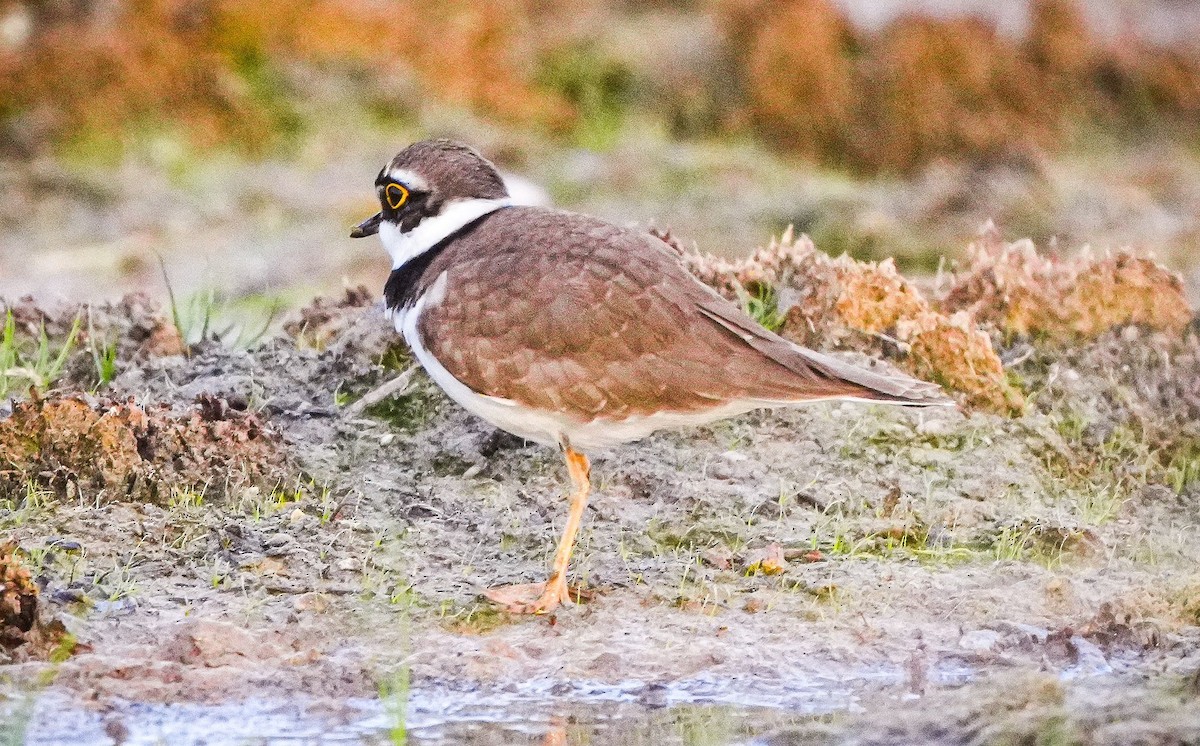 Little Ringed Plover - ML557163731