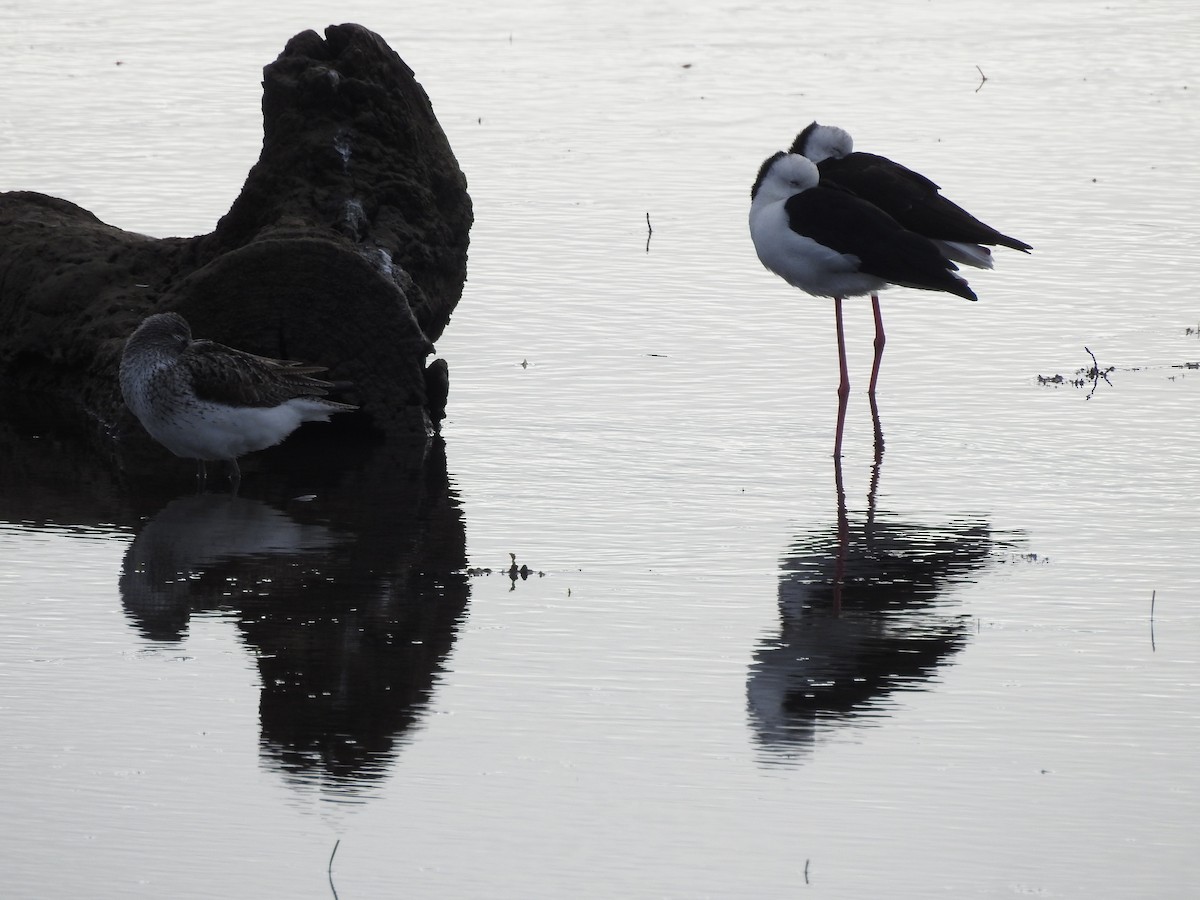 australstylteløper - ML557164611