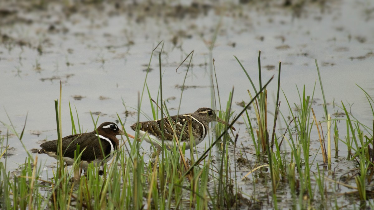 Greater Painted-Snipe - ML557164961