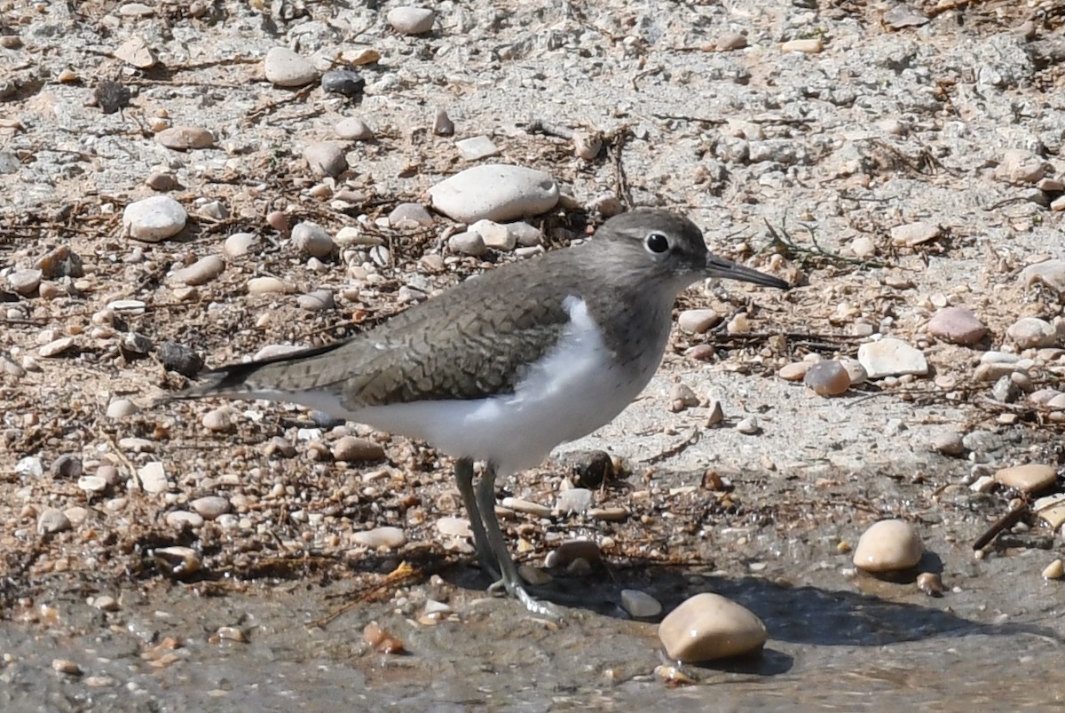 Common Sandpiper - ML557165011