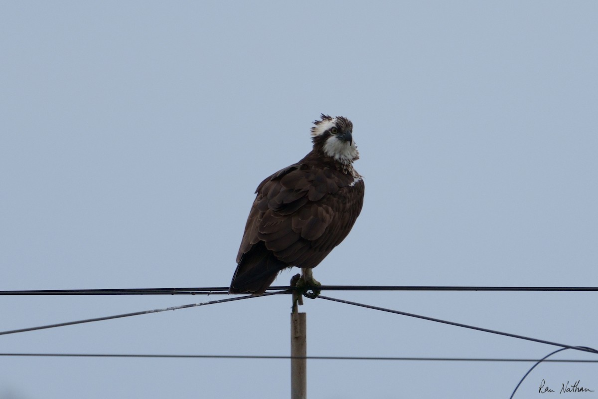 Osprey - Ran Nathan