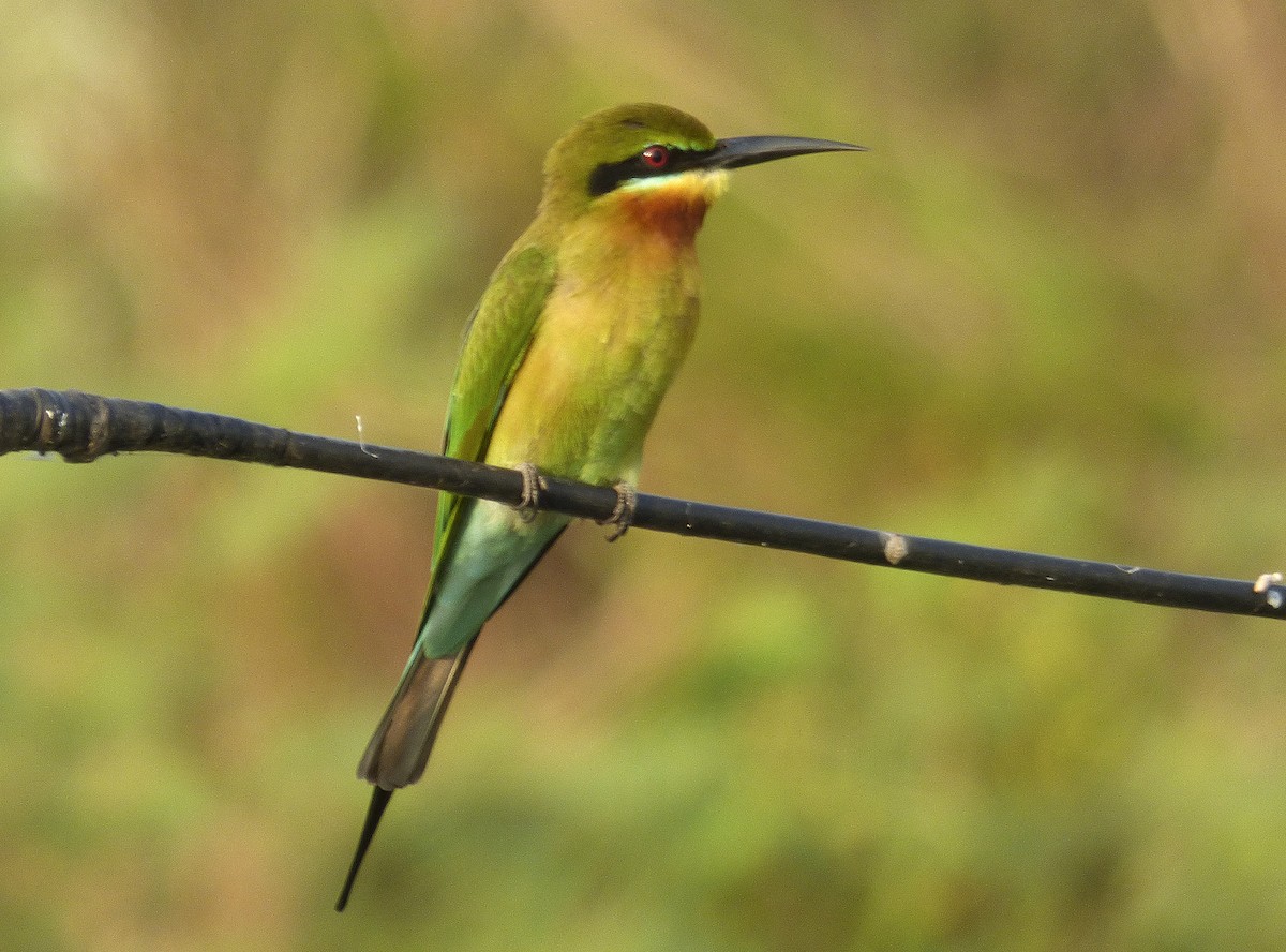 Blue-tailed Bee-eater - ML557166281